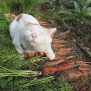 Meet your Posher, Dylan